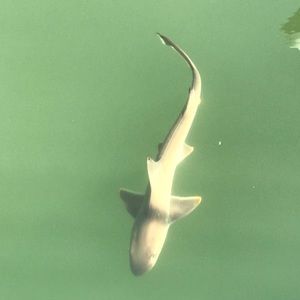 Meet your Posher, Benjamin